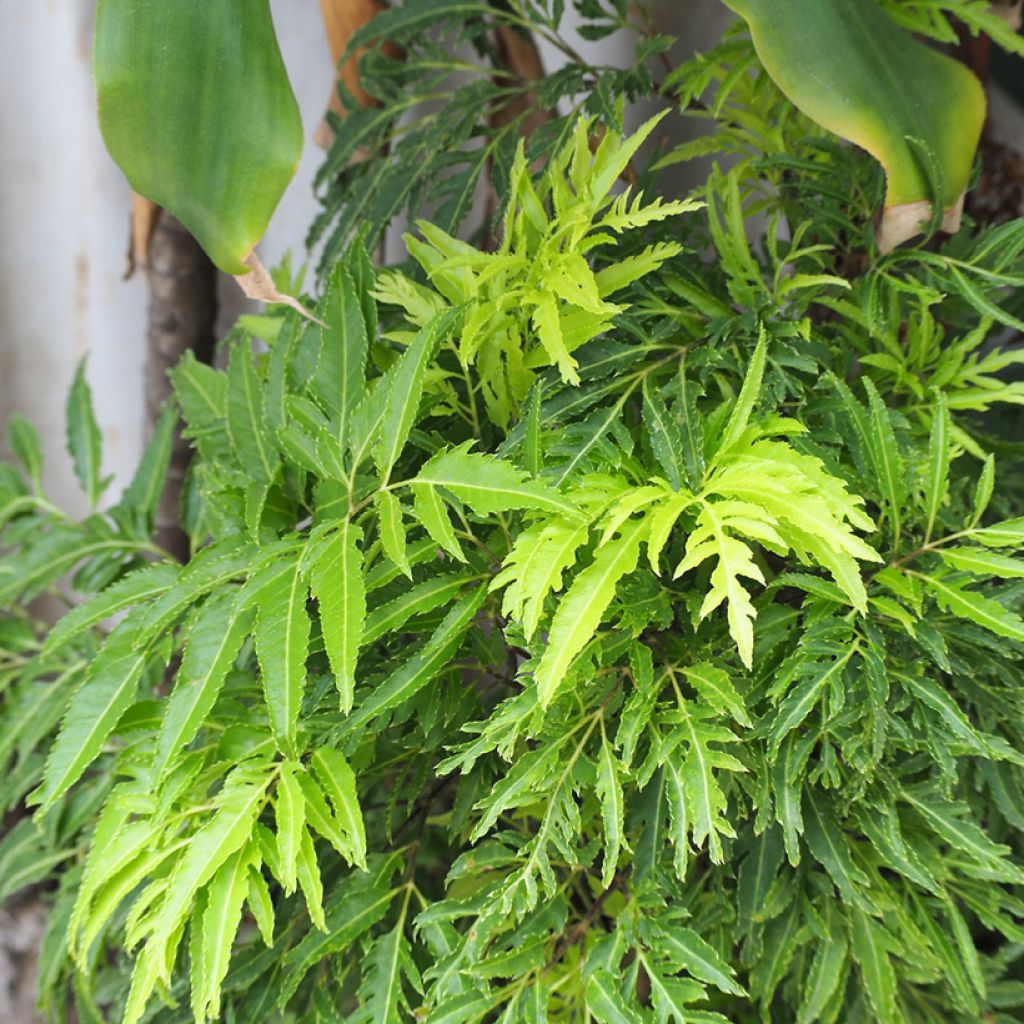 Polyscias filicifolia - Aralia