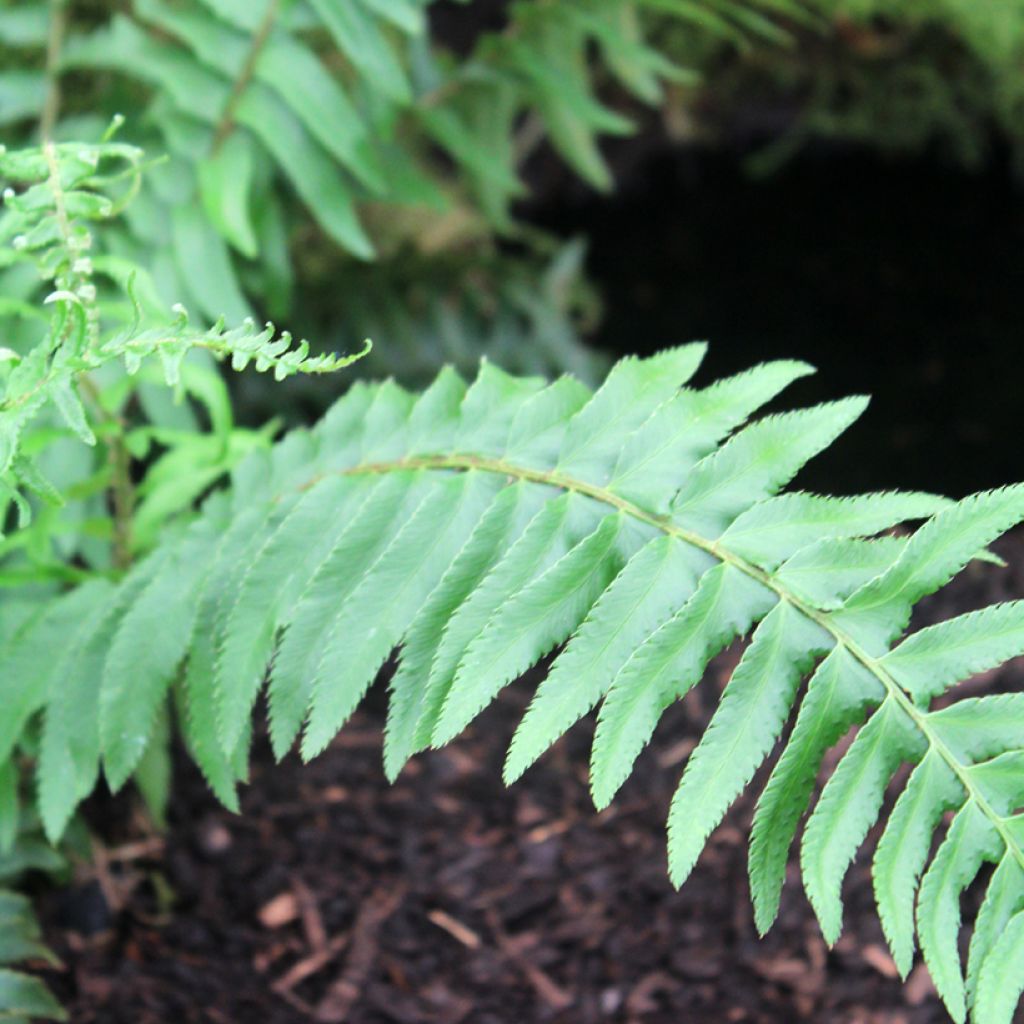 Polystichum munitum - Zwaardvaren