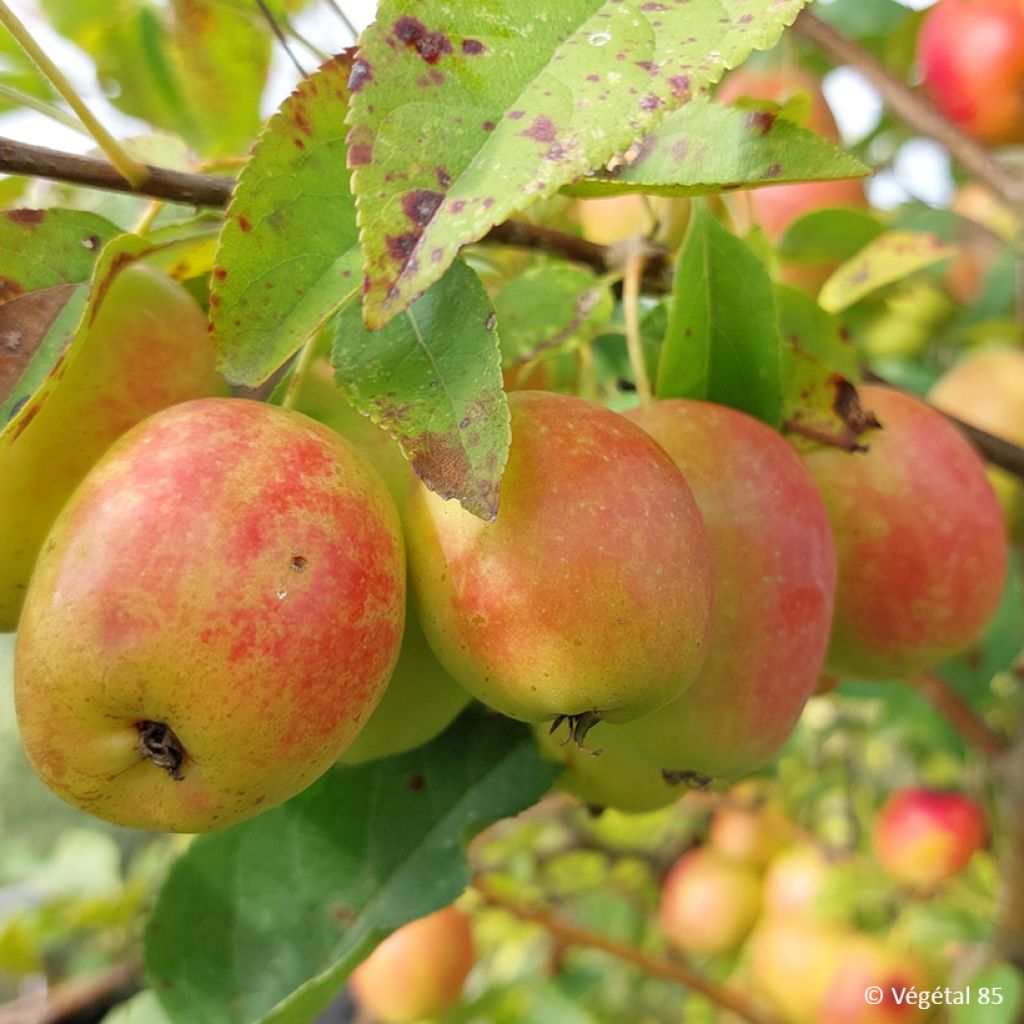 Malus sieversii - Aziatische wilde appel