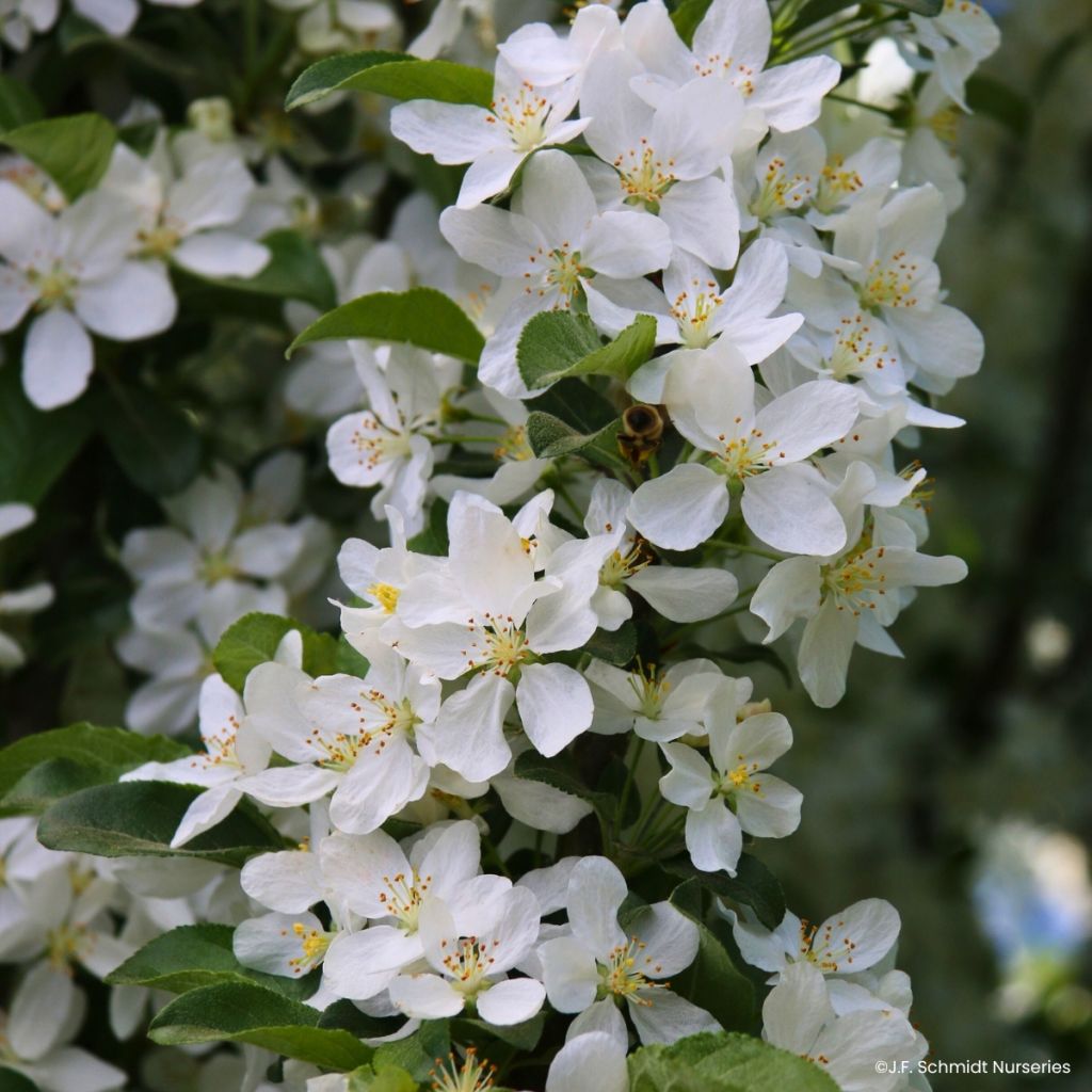 Malus Ivory Spear - Sierappel