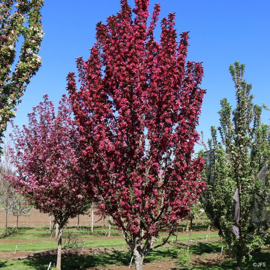Malus Raspberry Spear - Sierappel