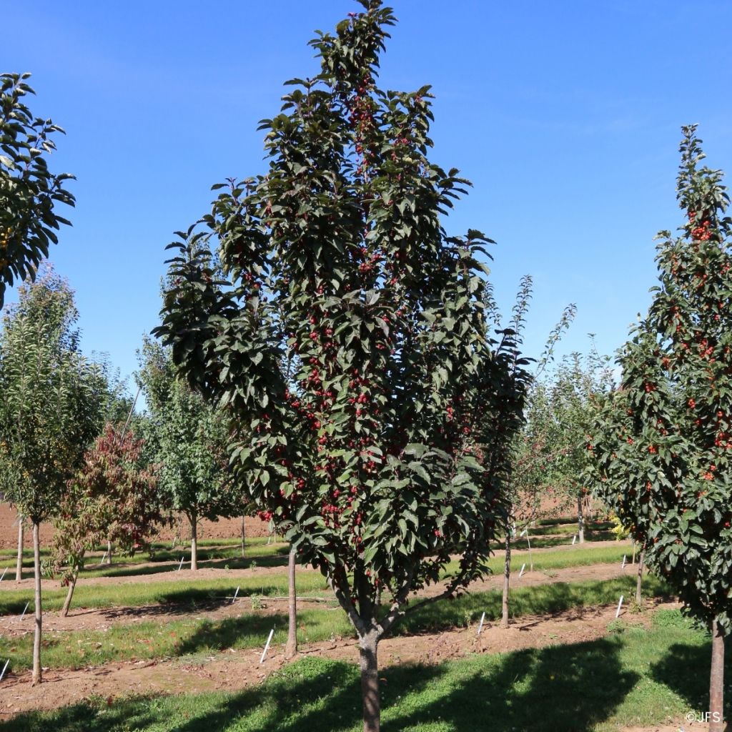 Malus Raspberry Spear - Sierappel