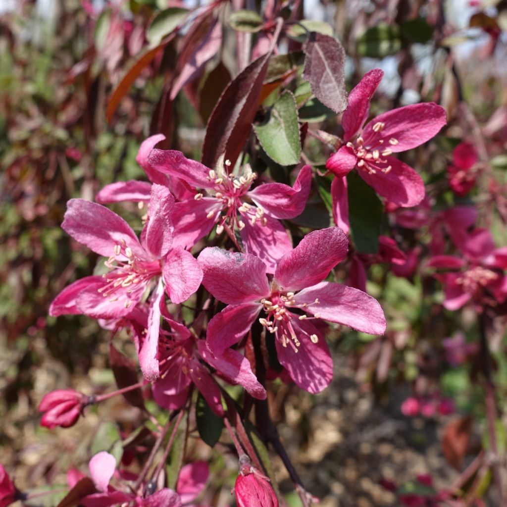 Malus Royal Beauty Variegata - Sierappel