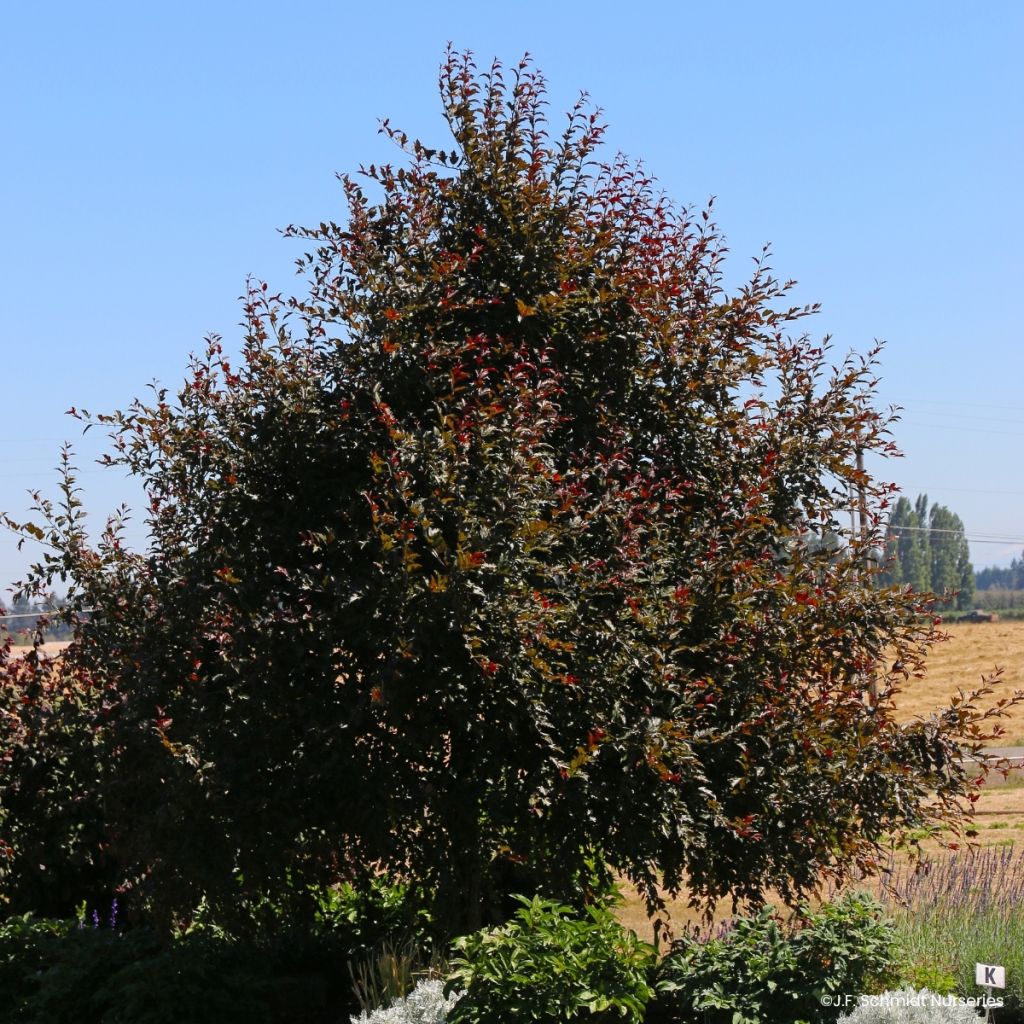 Malus Royal Raindrops - Sierappel