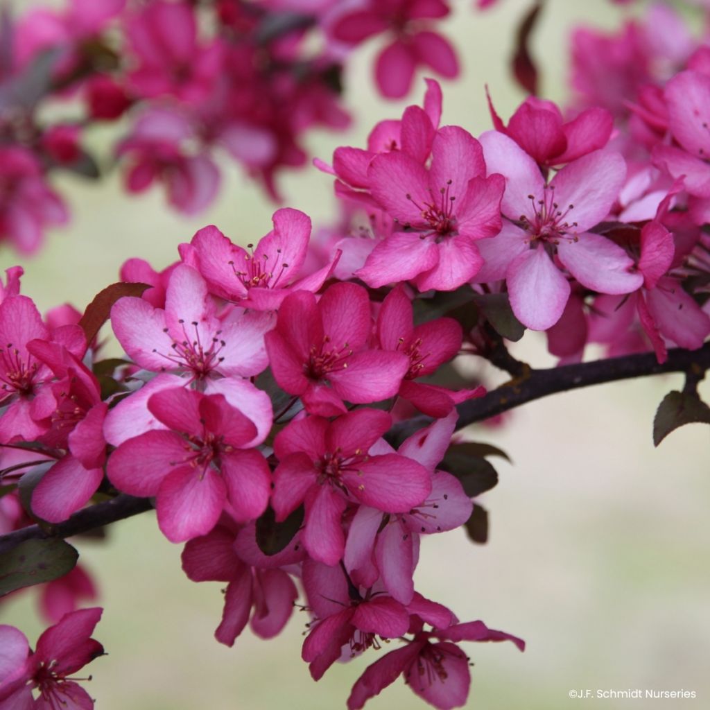 Malus Royal Raindrops - Sierappel