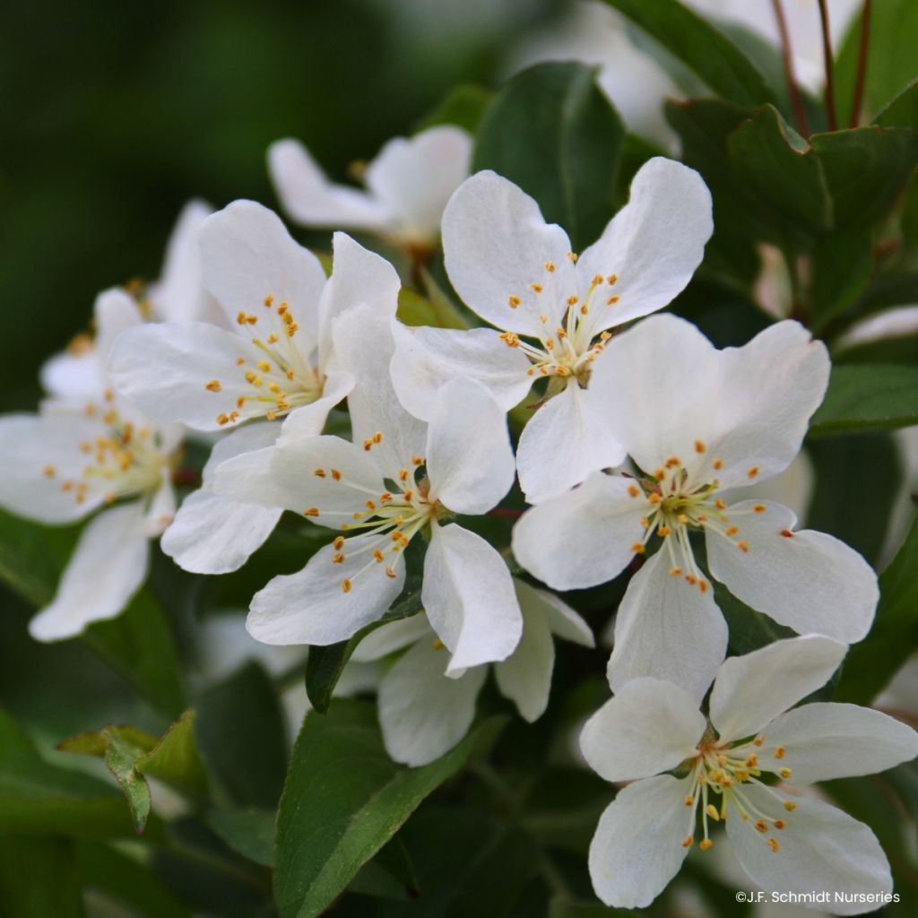 Malus JFS Sparkling Sprite - Appelboom