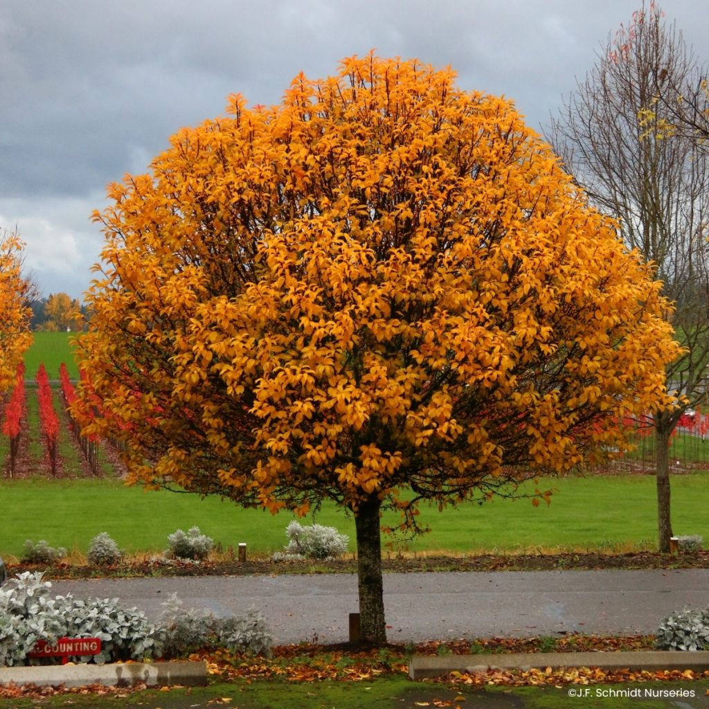 Malus JFS Sparkling Sprite - Appelboom