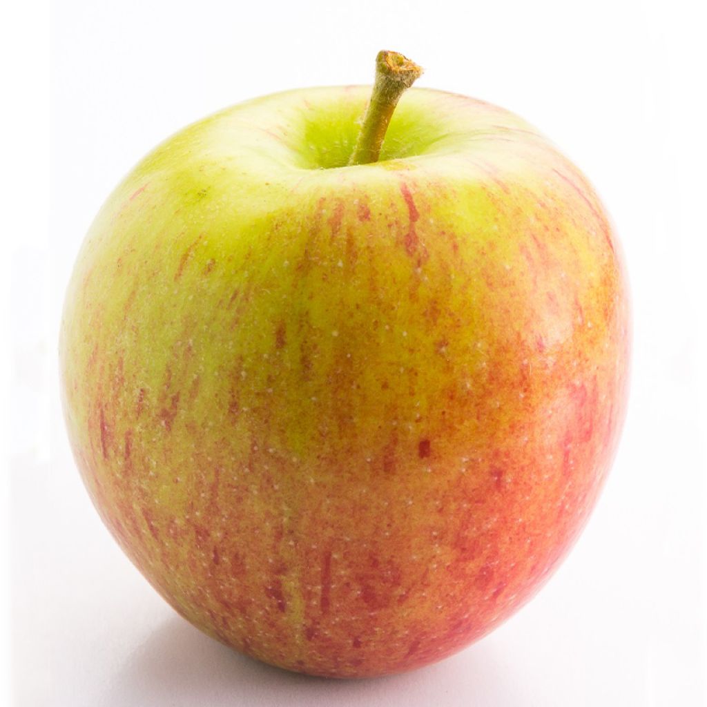 Dwergappelboom Delicado