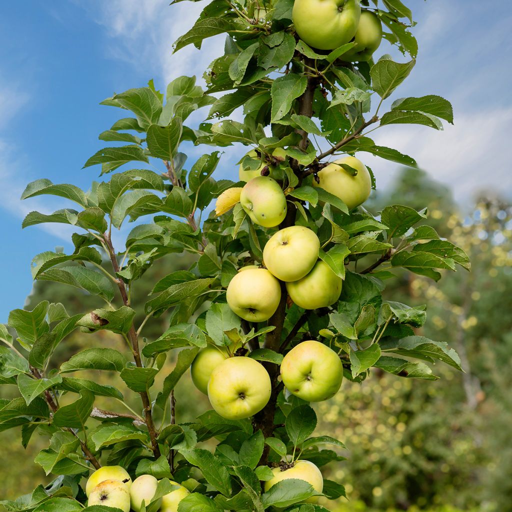 Zuilvormige appelboom Ballerina Bolero