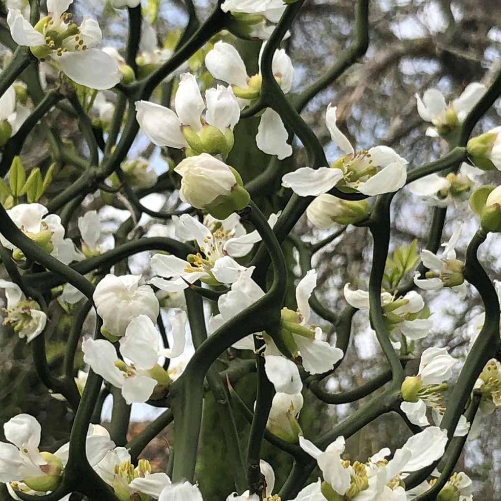 Poncirus trifoliata Flying Dragon - Wilde citroen