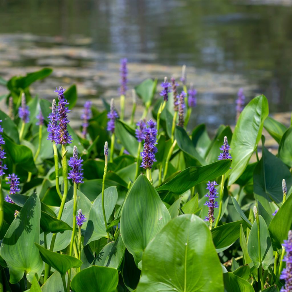 Pontederia cordata - Moerashyacint