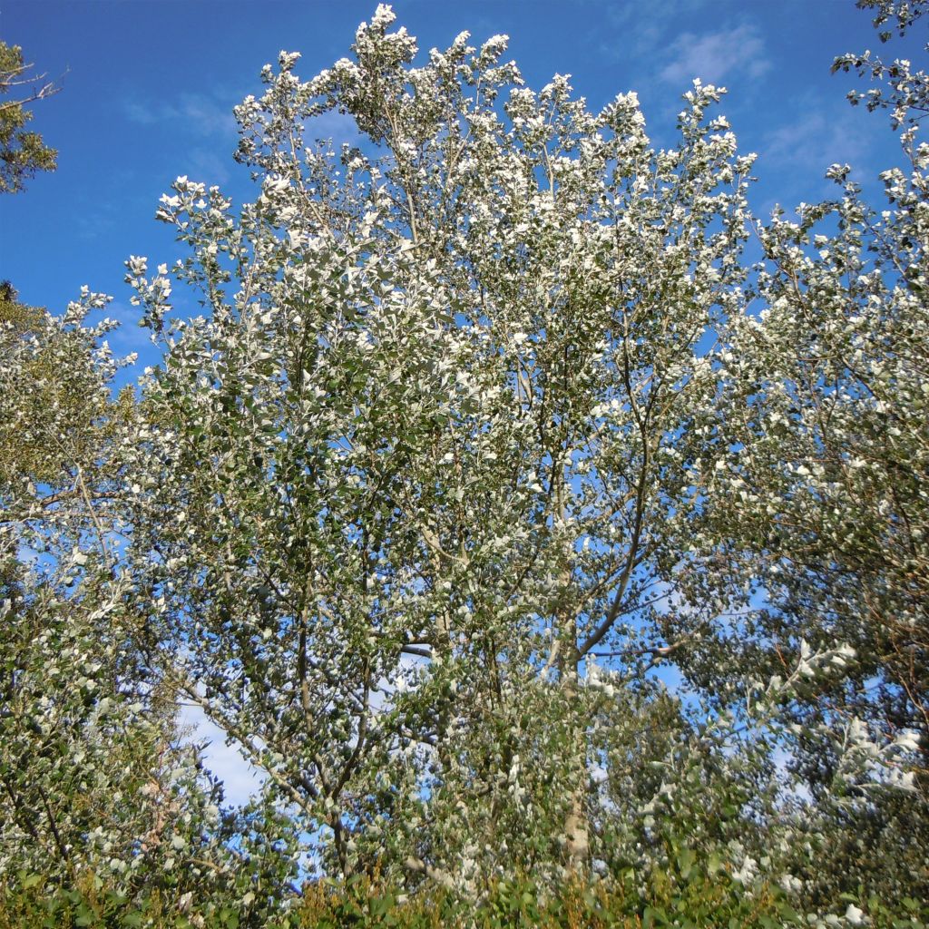 Peuplier blanc Nivea - Populus alba Nivea