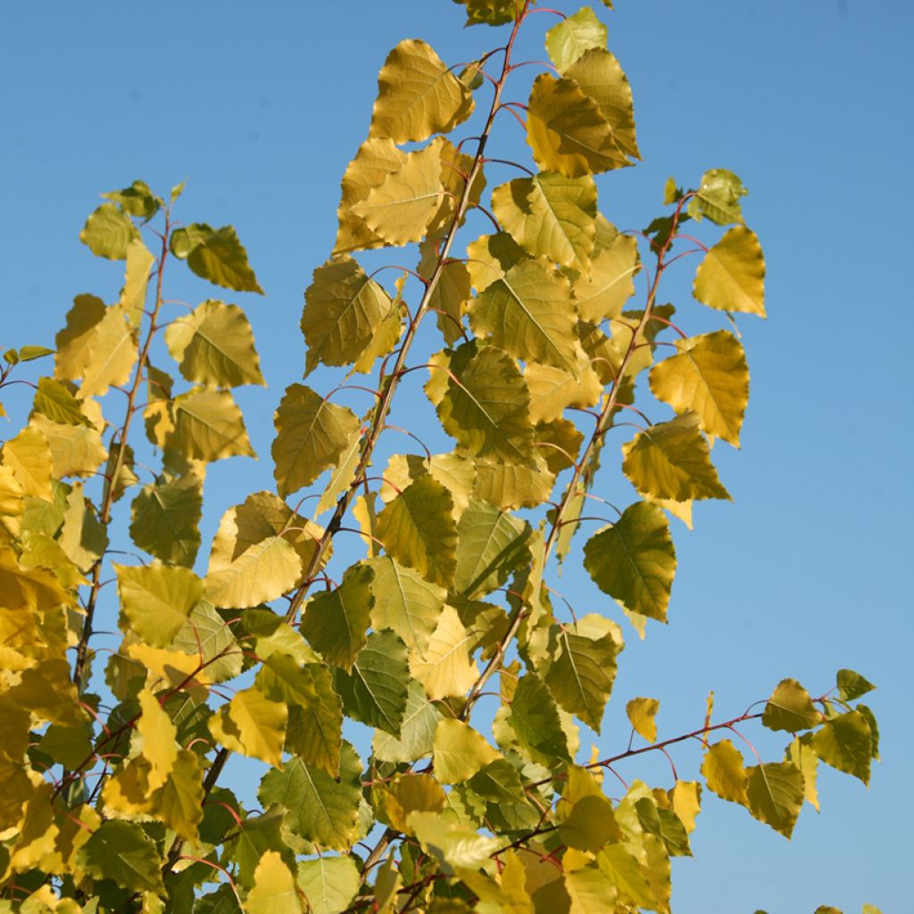 Populus canadensis Serotina Aurea - Canadapopulier