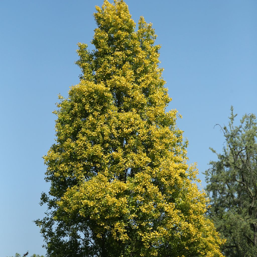 Populus nigra Lombardy Gold - Zwarte populier