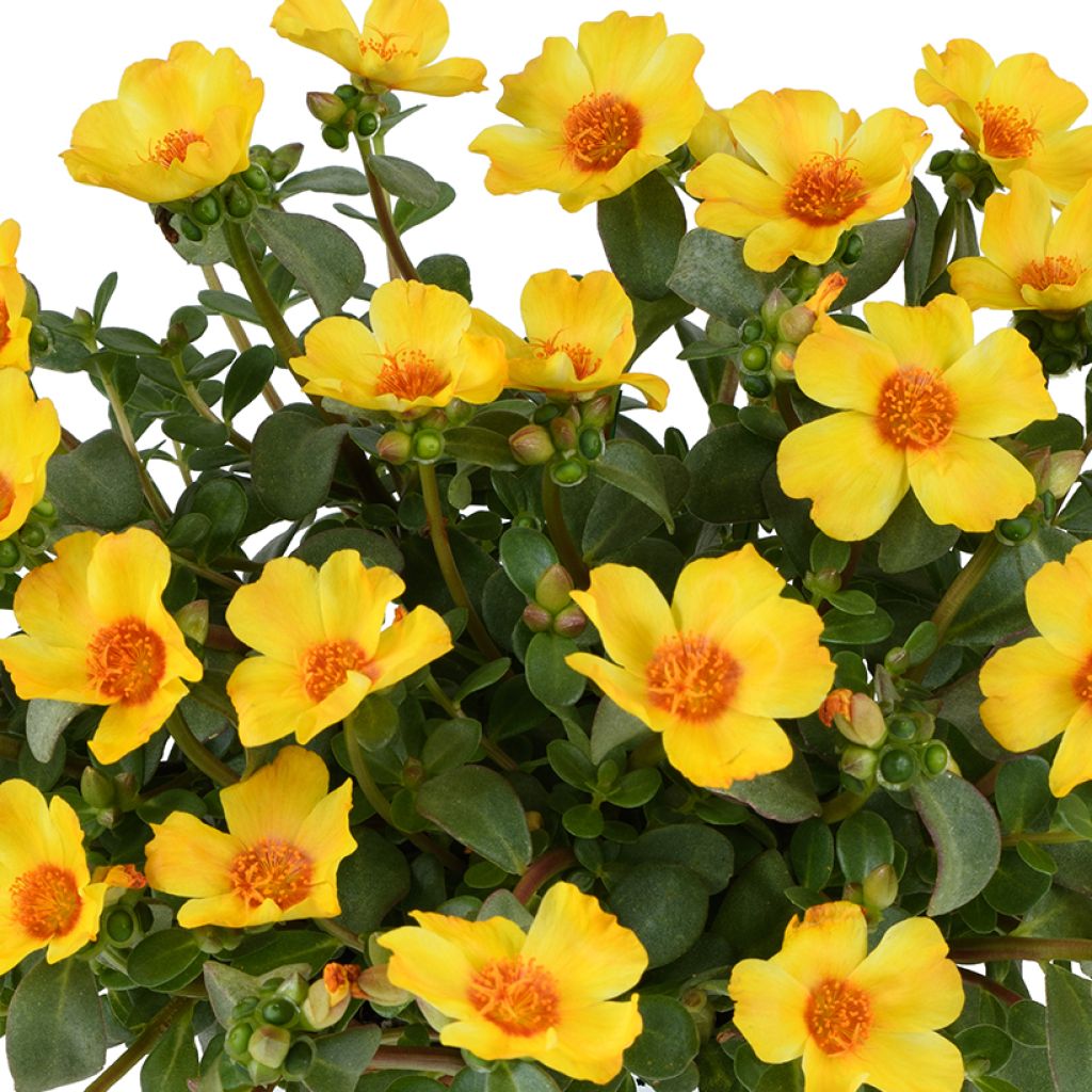 Portulaca Pazzaz Nano Yellow Twist - Postelein