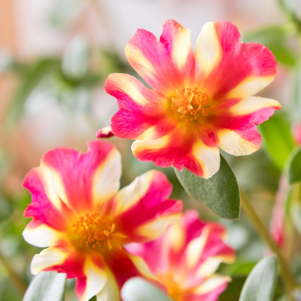 Portulaca Campino Twist Pink - Postelein