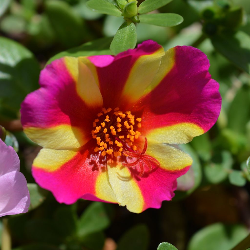 Portulaca Campino Twist Pink - Postelein