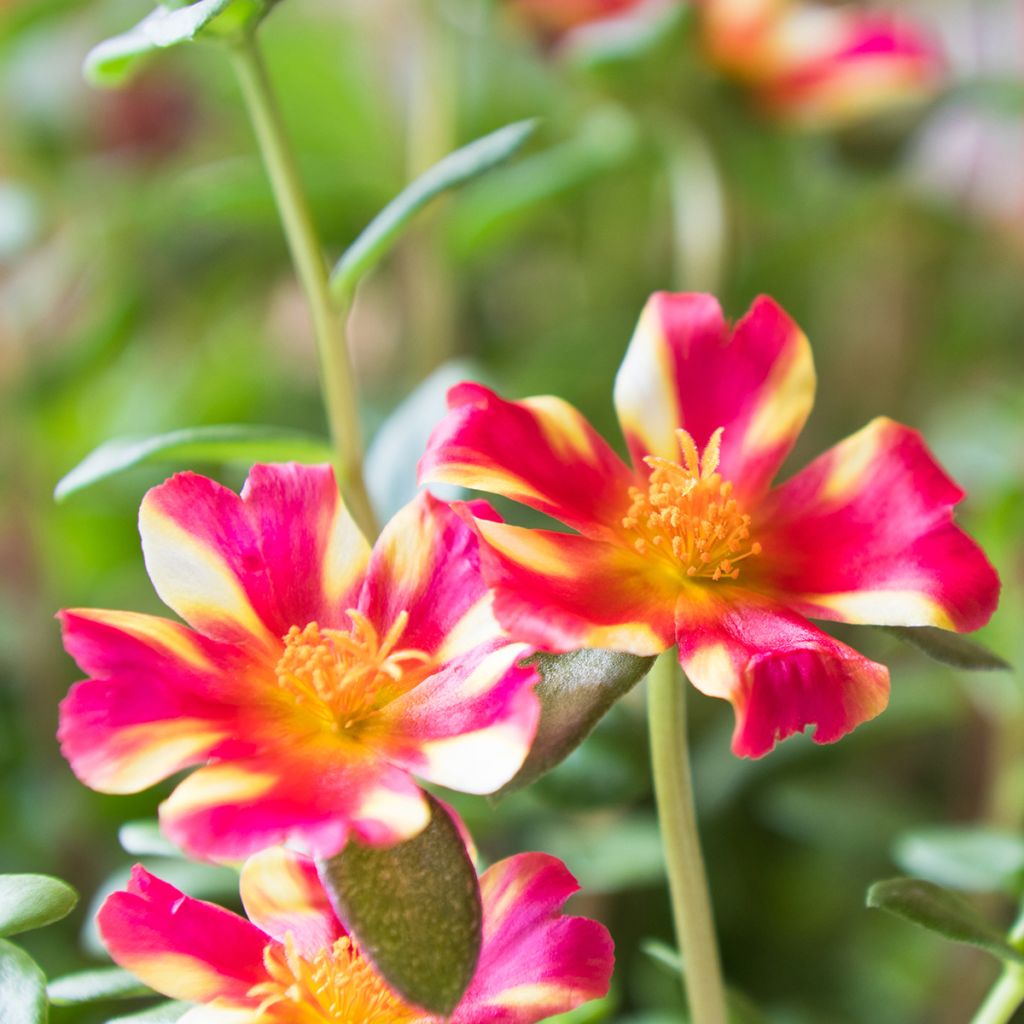 Portulaca Campino Twist Pink - Postelein