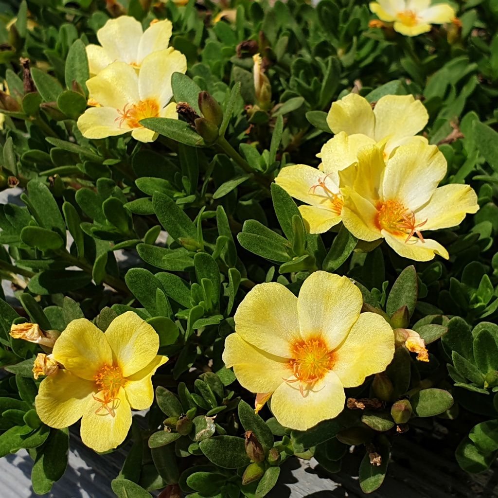 Portulaca Pazzaz Nano Yellow Twist - Postelein