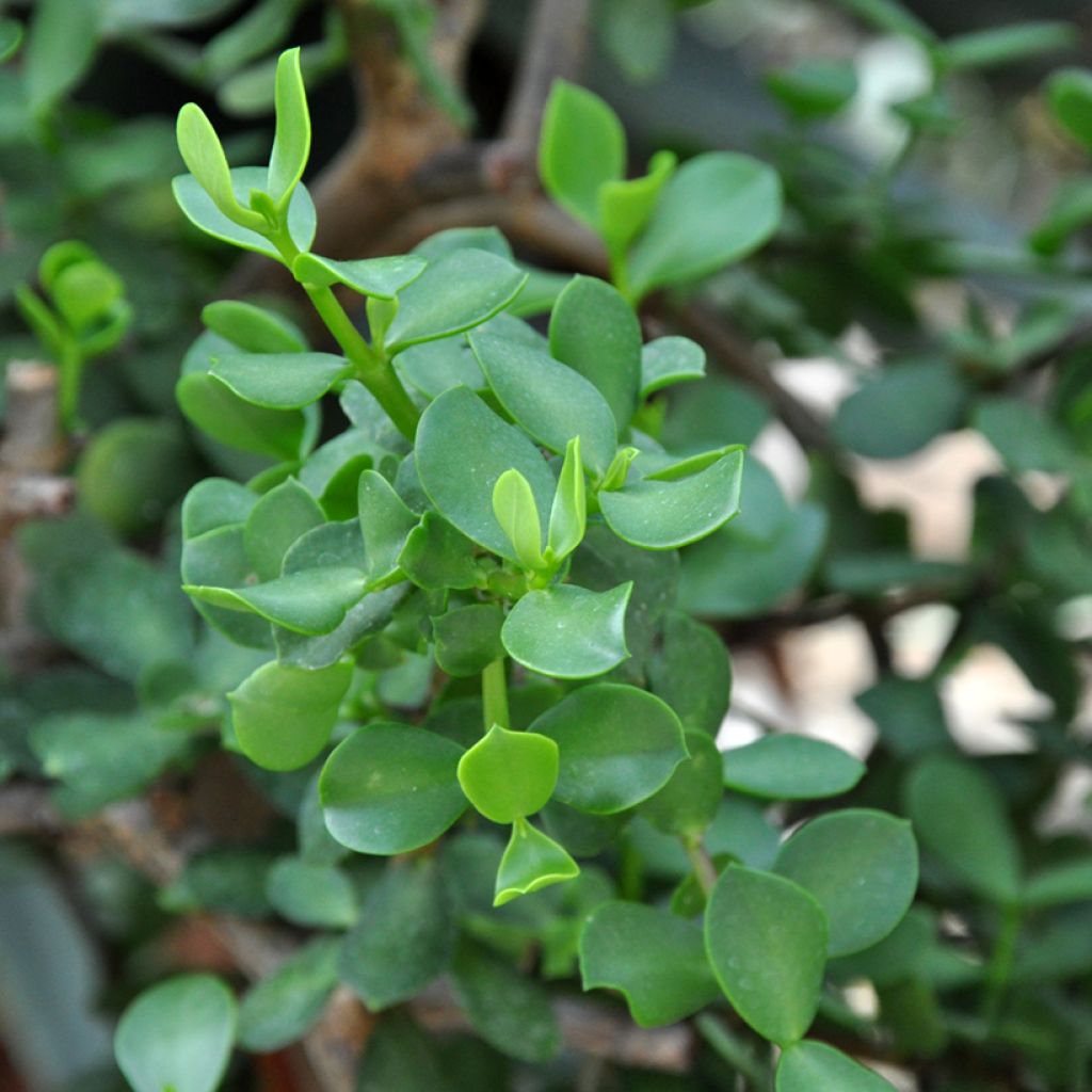 Portulacaria afra Macrophylla - Spekboom