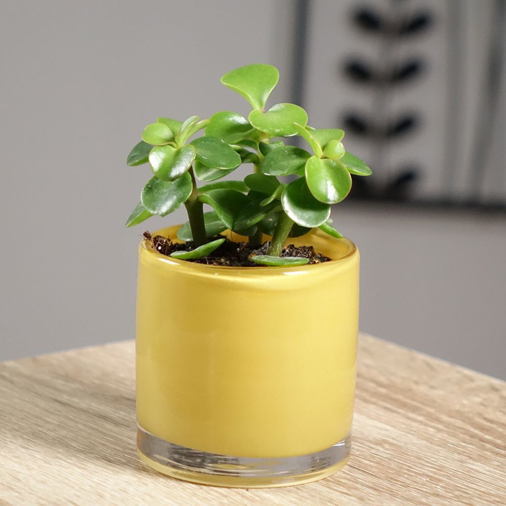 Portulacaria afra Variegata - Spekboom