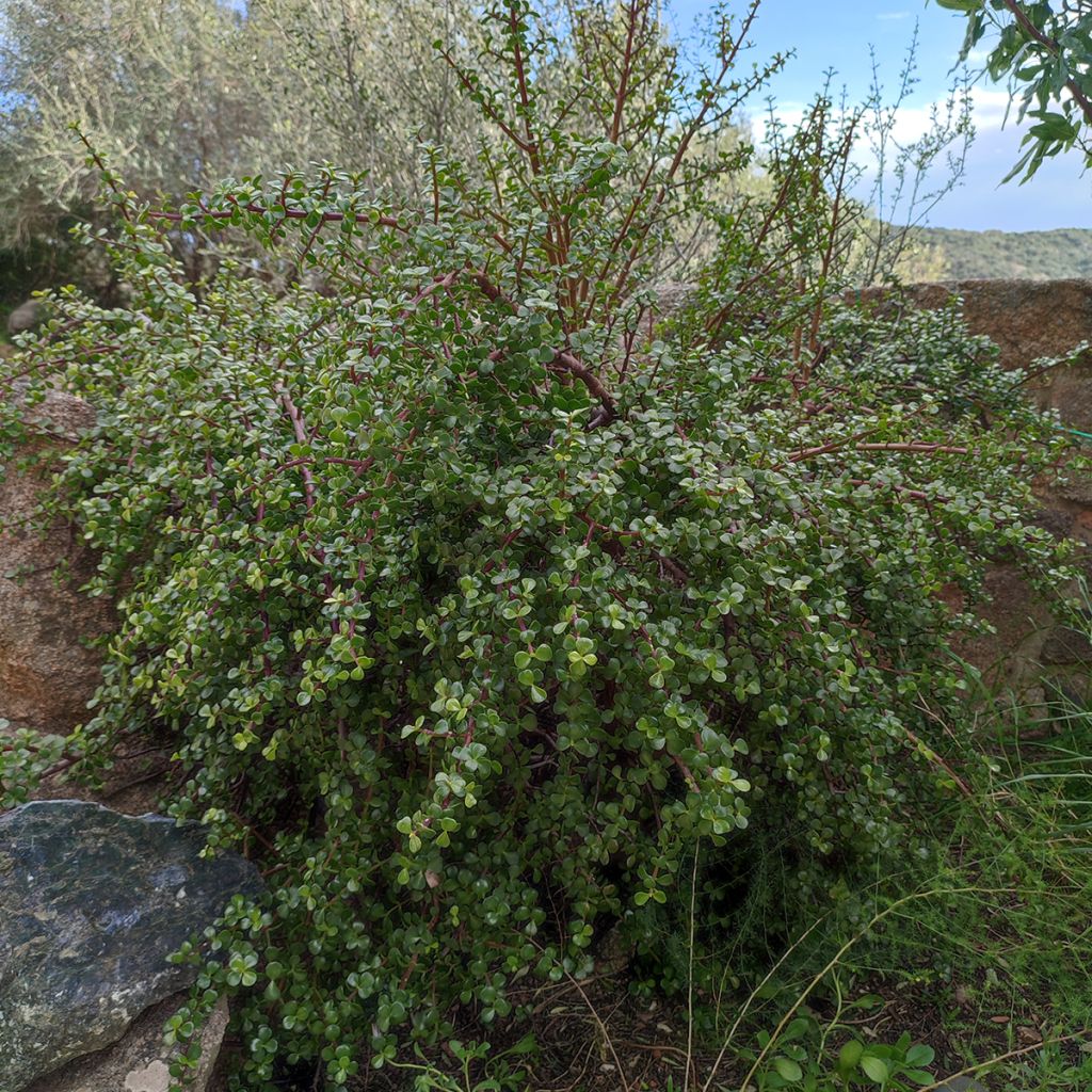 Portulacaria afra - Spekboom