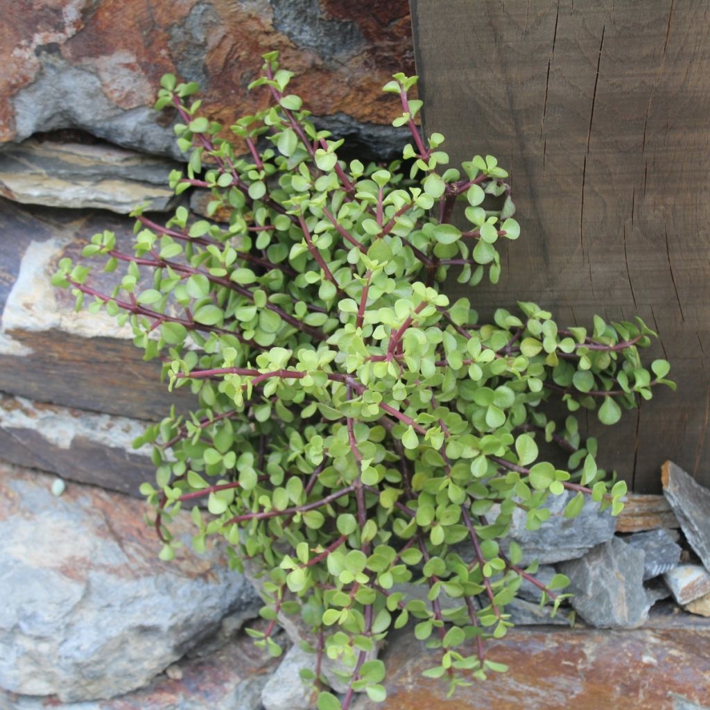 Portulacaria afra - Spekboom