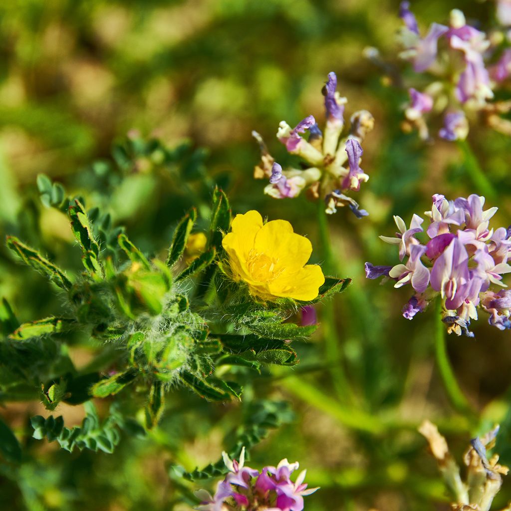 Potentilla megalantha - Grootbloemige ganzerik