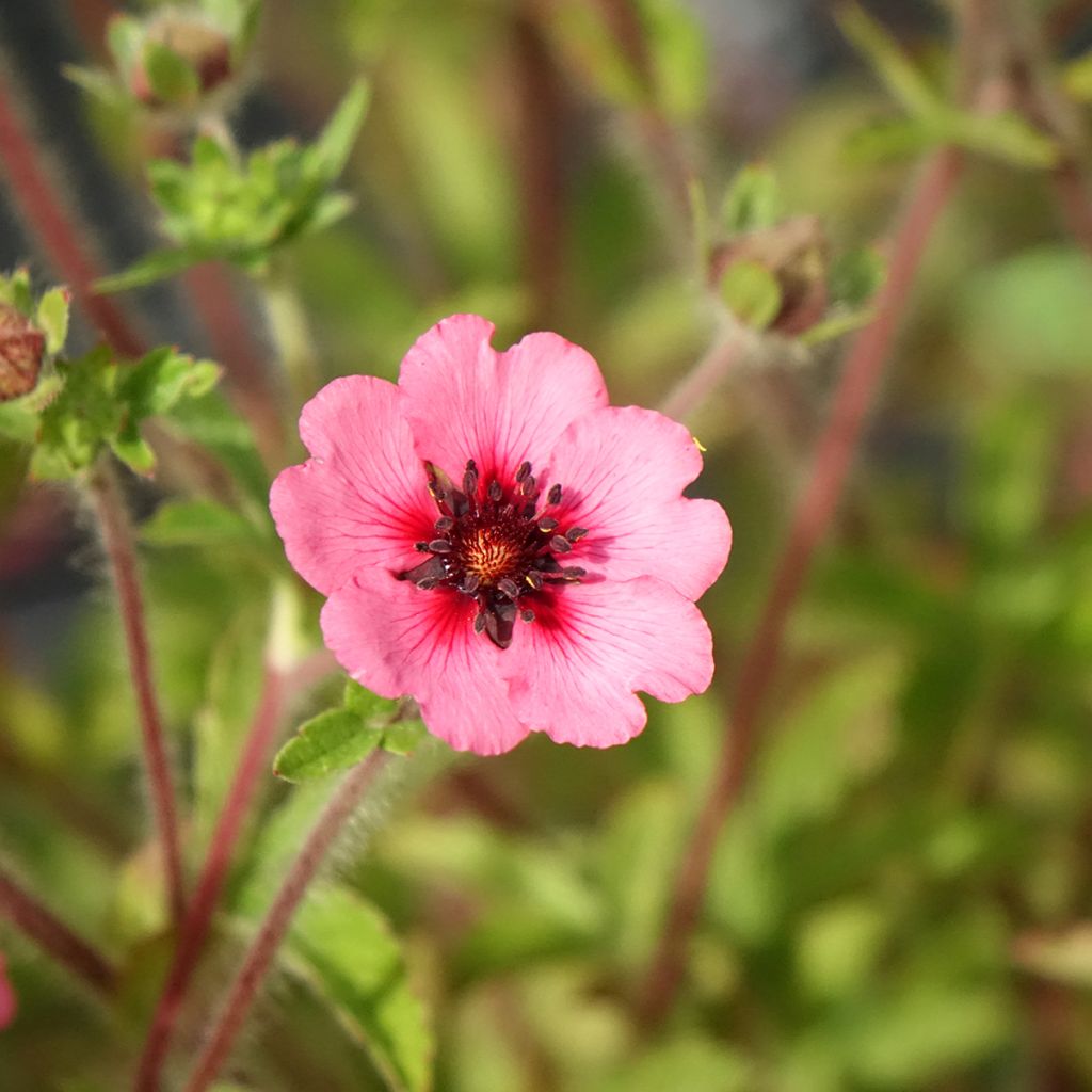 Potentilla nepalensis Miss Willmott - Nepalganzerik