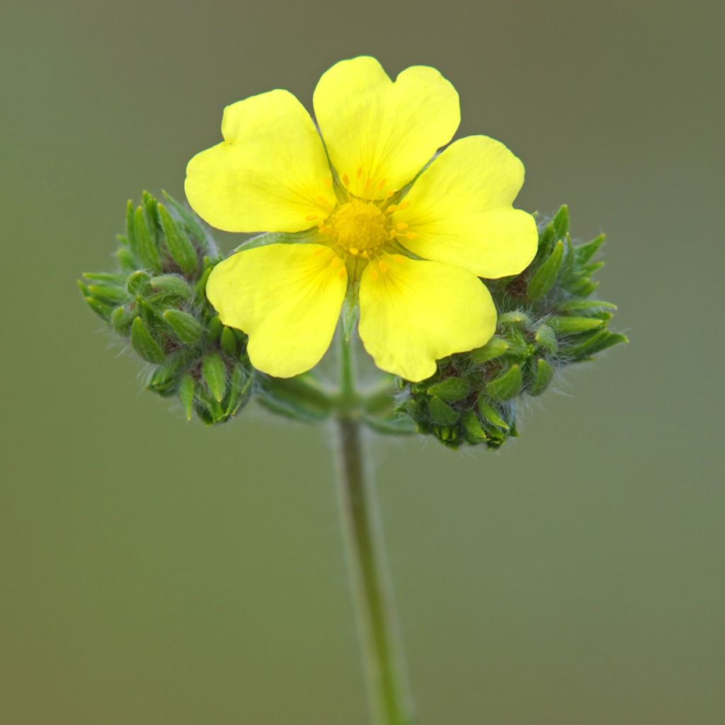 Potentilla recta - Rechte ganzerik