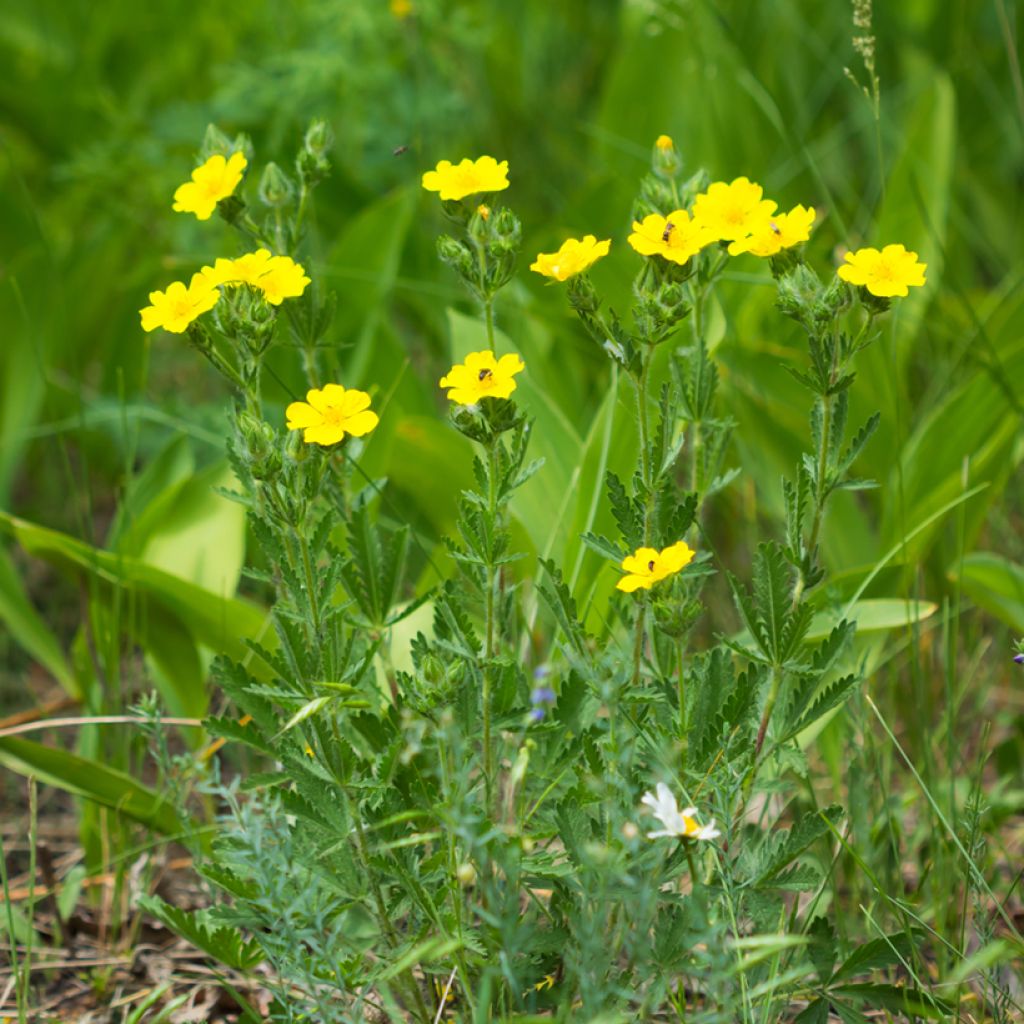 Potentilla recta - Rechte ganzerik