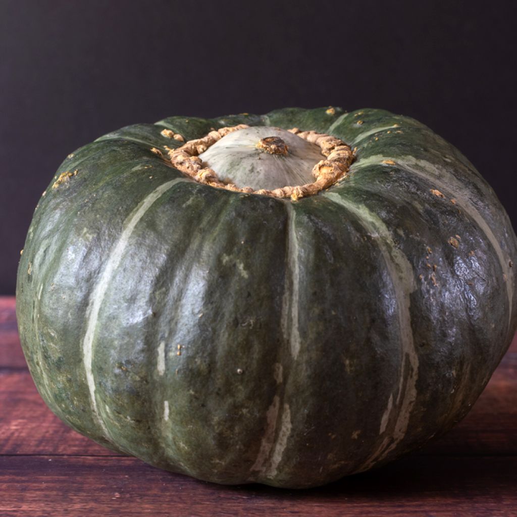 Pompoen Buttercup Burgess