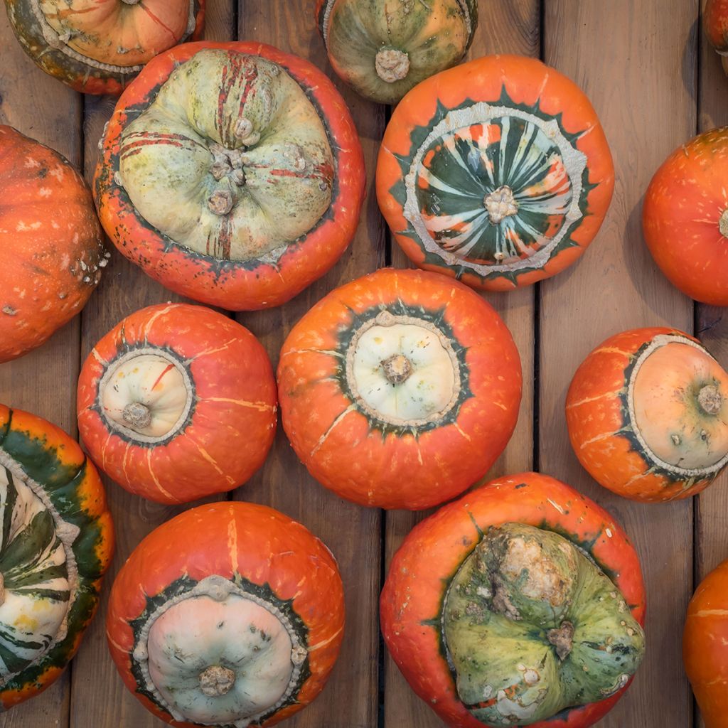 Tulbandpompoen Giraumon Turban