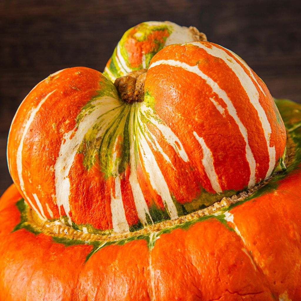 Tulbandpompoen Giraumon Turban