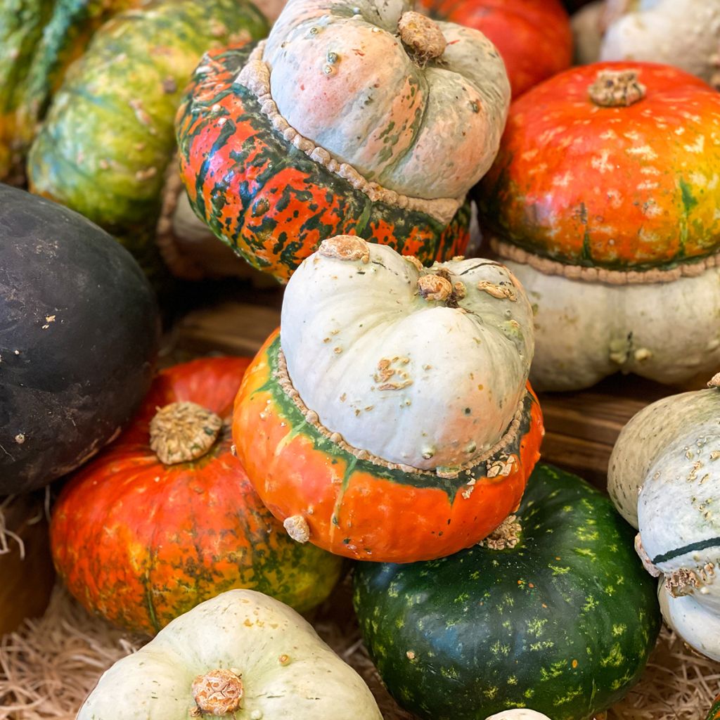 Tulbandpompoen Giraumon Turban