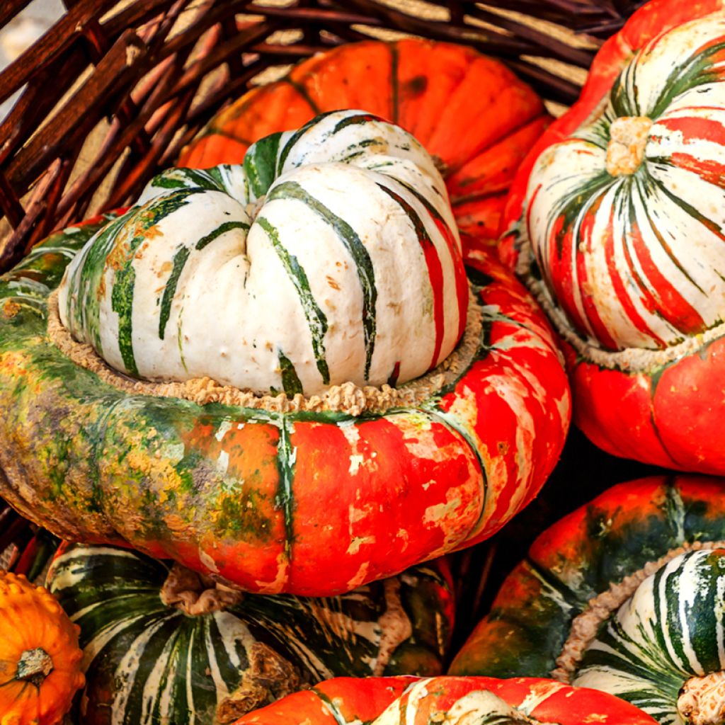 Tulbandpompoen Giraumon Turban - Vilmorin