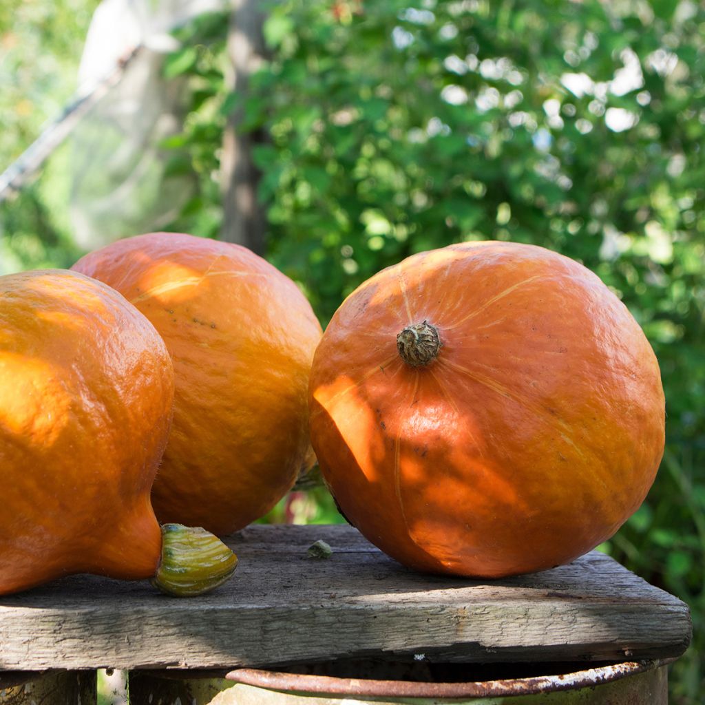 Hokkaido-pompoen Uchiki Kuri