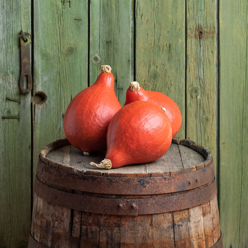 Hokkaido-pompoen Uchiki Kuri