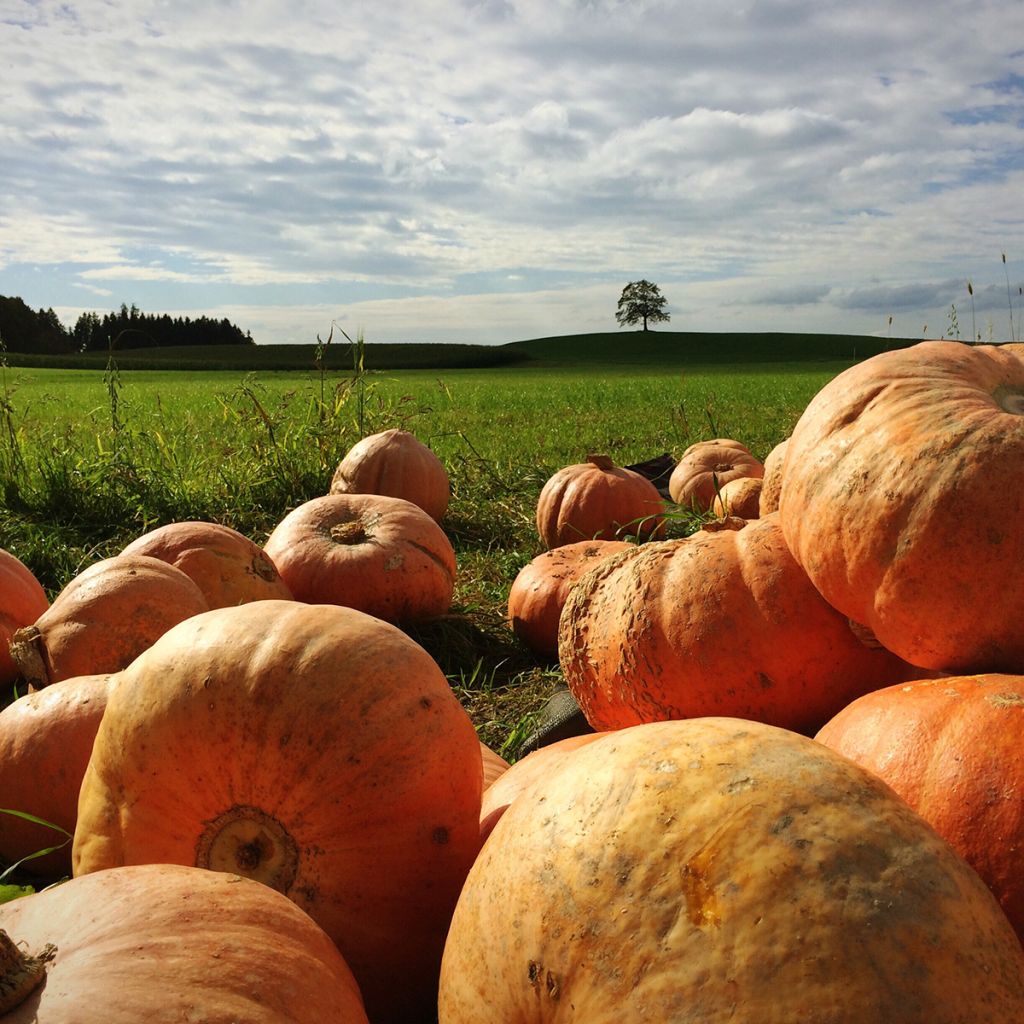 Halloweenpompoen Jack O'Lantern
