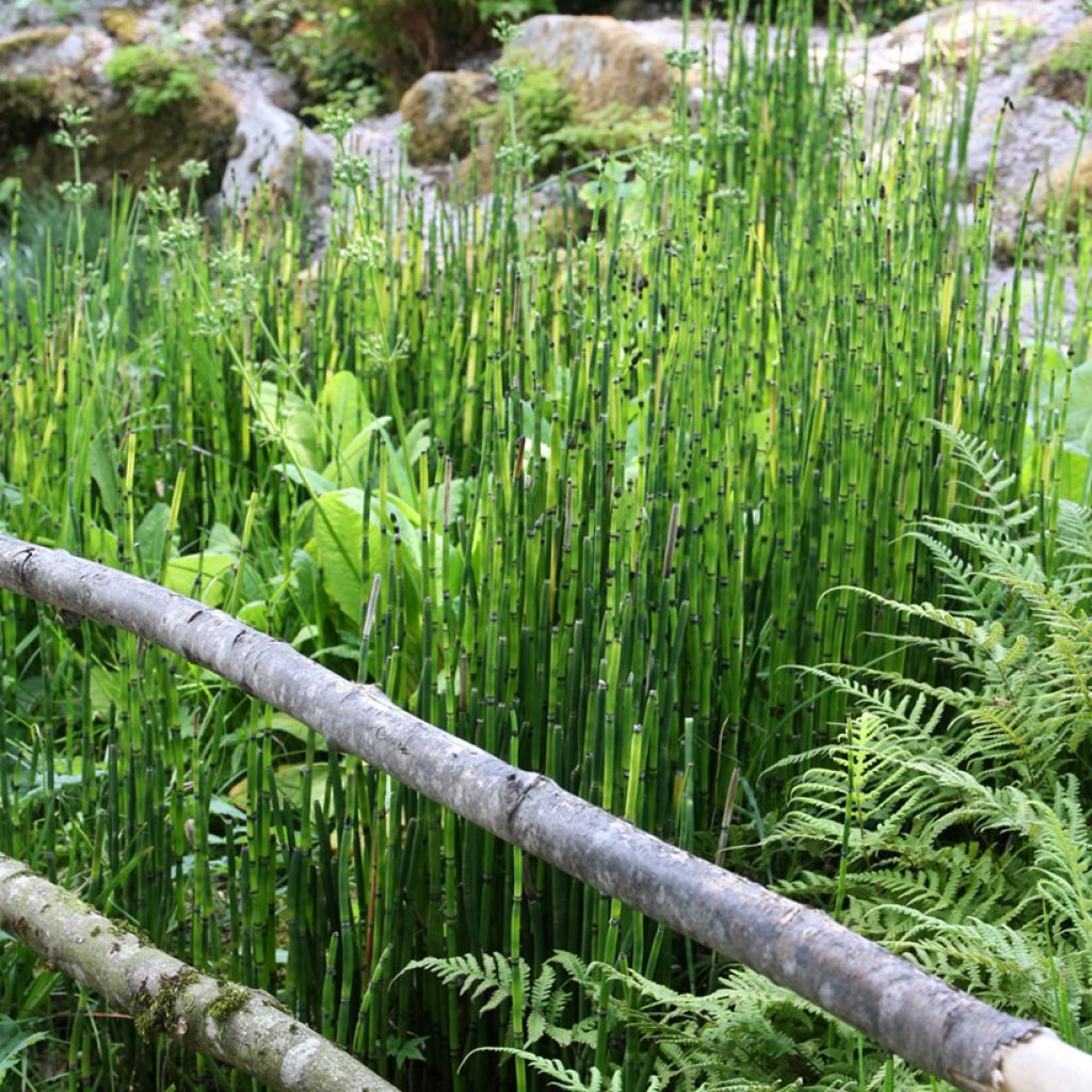 Equisetum hyemale - Schaafstro