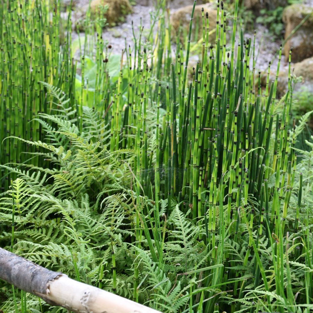 Equisetum hyemale - Schaafstro