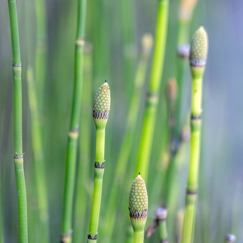 Equisetum hyemale - Schaafstro