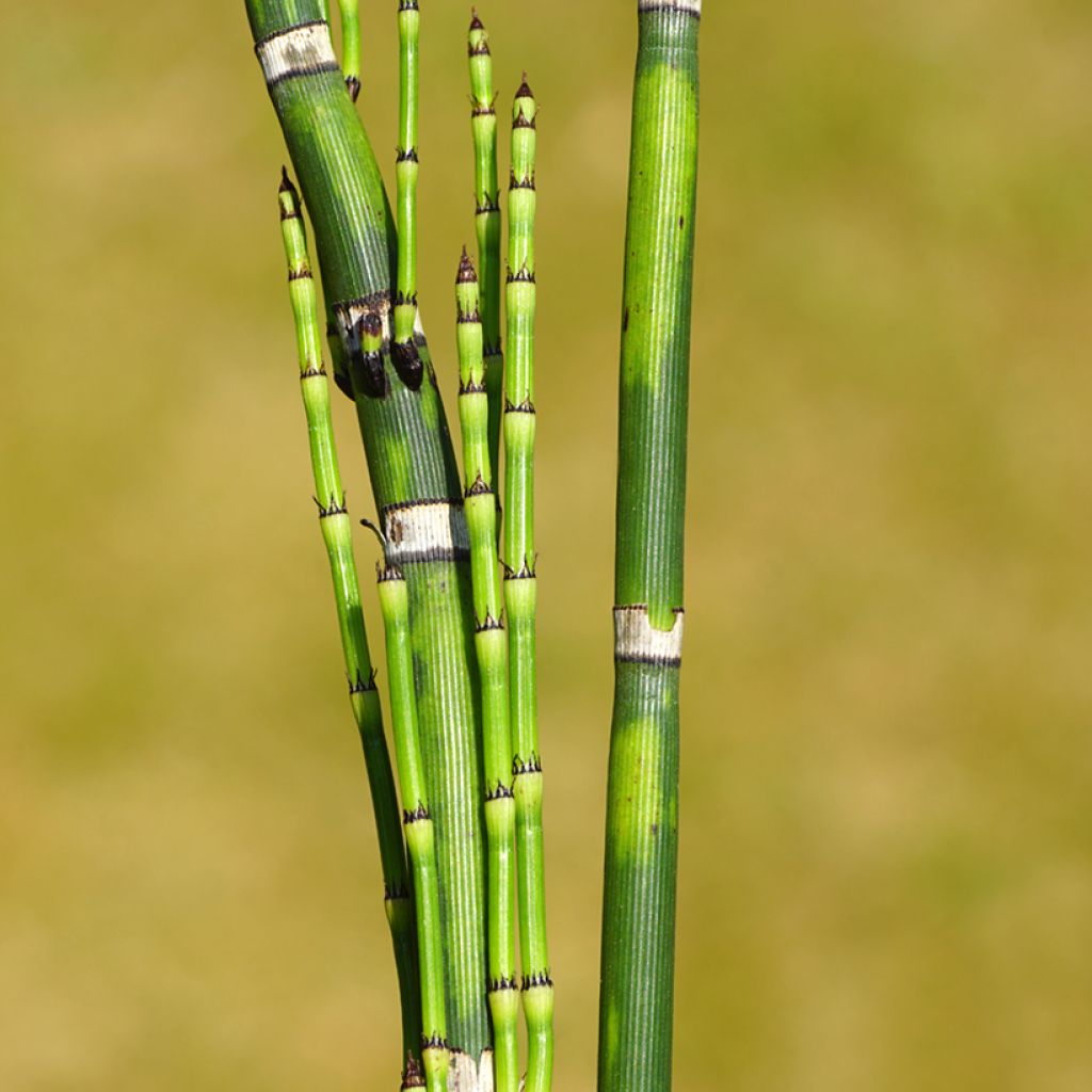 Equisetum hyemale - Schaafstro