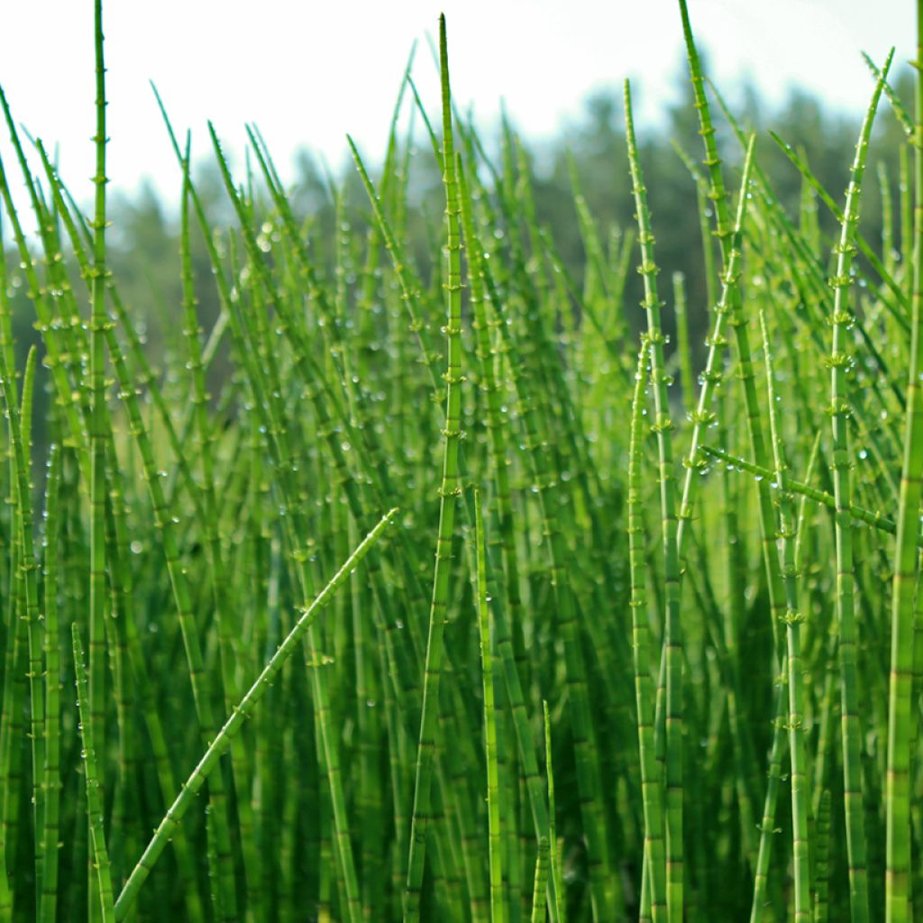 Dwergholpijp - Equisetum scirpoides