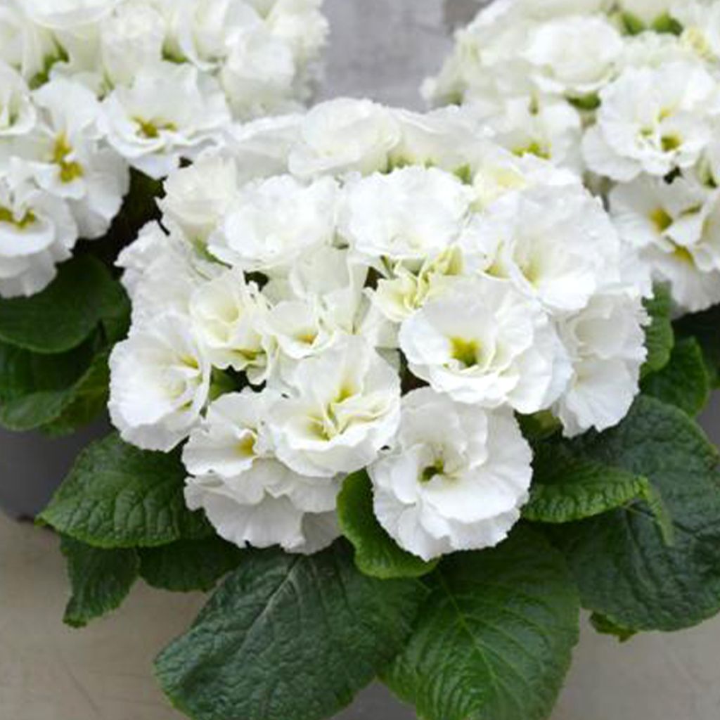 Primula Frilly White - Stengelloze sleutelbloem