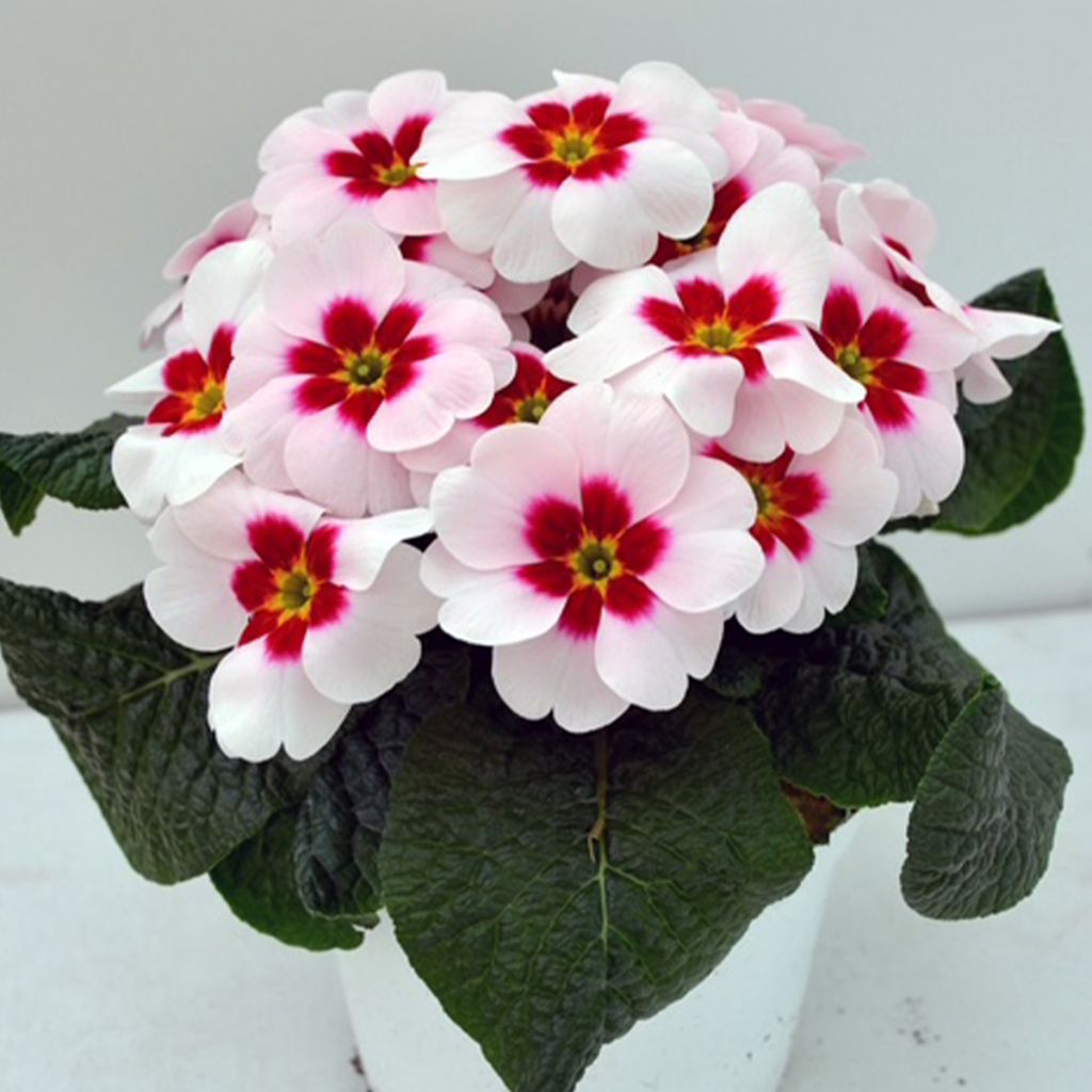 Primula polyanthus Japan - Stengelloze sleutelbloem