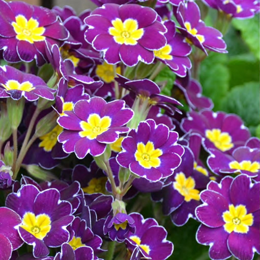 Primula elatior Veristar Late Twinkle Violet - Slanke sleutelbloem