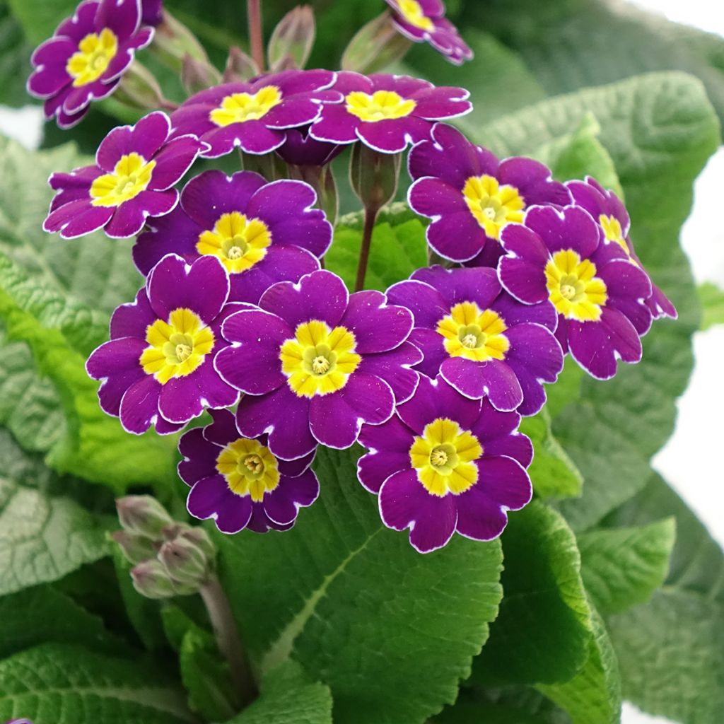 Primula elatior Veristar Late Twinkle Violet - Slanke sleutelbloem