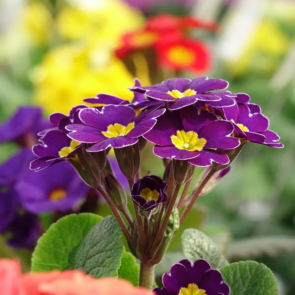 Primula elatior Veristar Late Twinkle Violet - Slanke sleutelbloem
