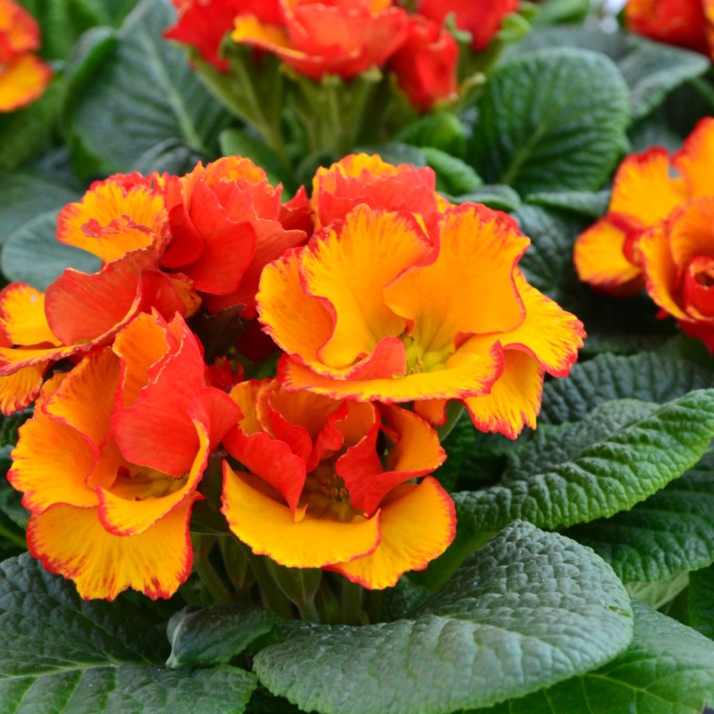 Primula acaulis Chinese New Year - Stengelloze sleutelbloem